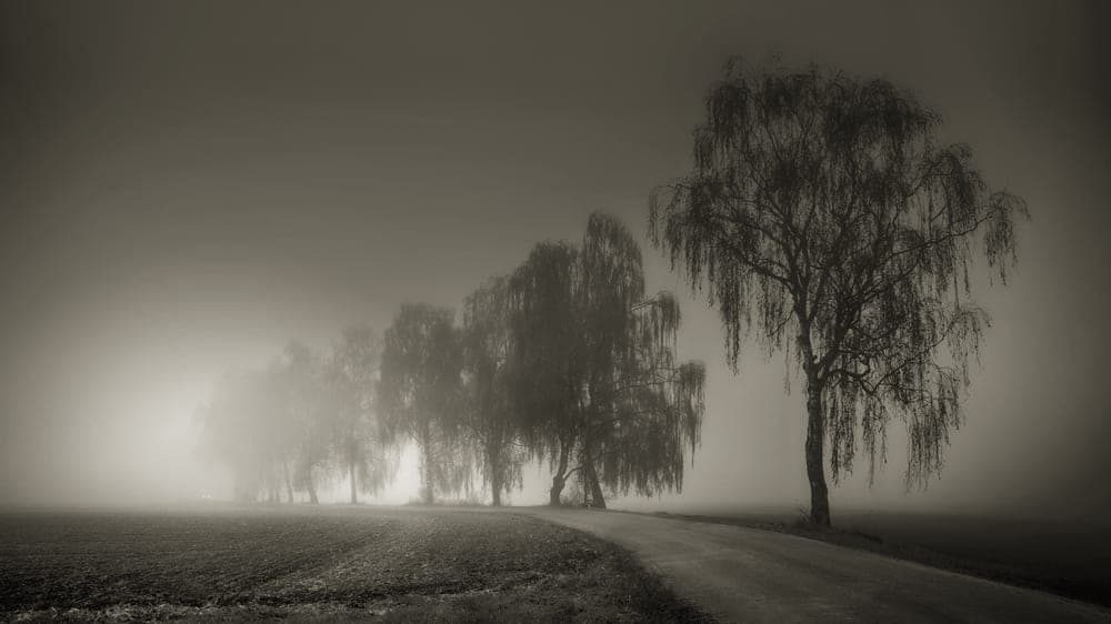 A gravel road running through open fields at dawn